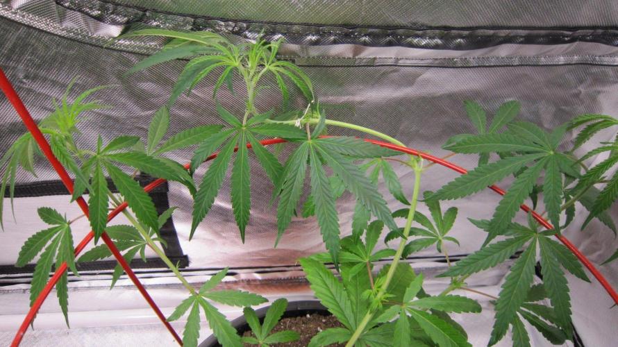 Mimosa - Breakfast, Wake-and-Bake. Week 7 - I cut it back instead of cutting it down. I'll wrap the long branches around.