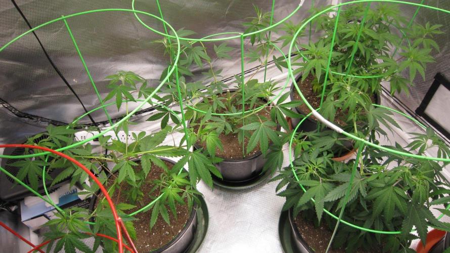 Kush Mints - Minty Flavor Hunt. Week 7 - Kush Mints - 3 Plants