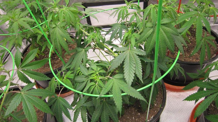 Kush Mints - Minty Flavor Hunt. Week 7 - Plant #1