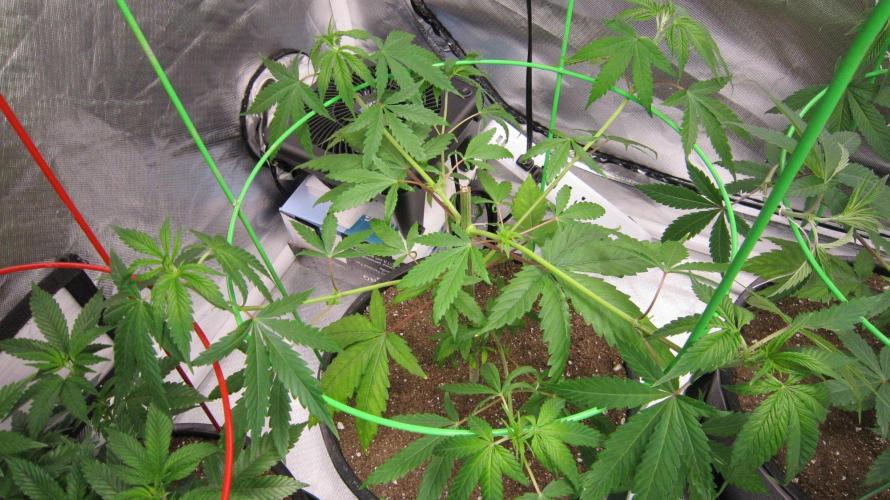 Kush Mints - Minty Flavor Hunt. Week 7 - Plant #2