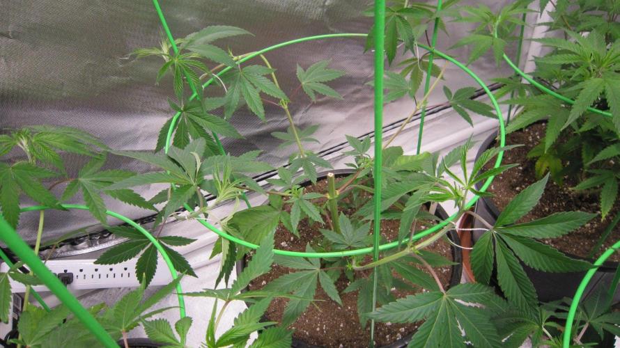 Kush Mints - Minty Flavor Hunt. Week 7 - Plant #3