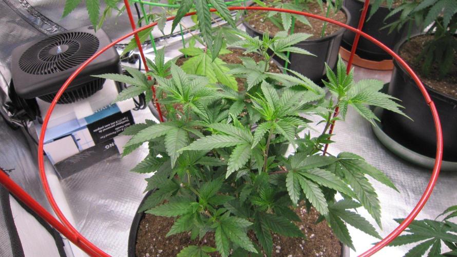 Kush Mints - Minty Flavor Hunt. Week 7 - I like 4 plants in a 5x5 foot tent. The 4th is a clone of Banana Gold Rush 