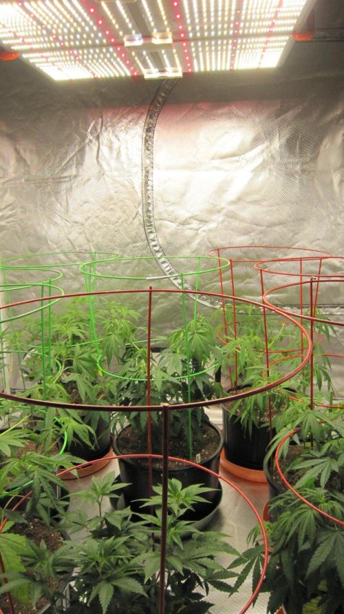Kush Mints - Minty Flavor Hunt. Week 7 - Spider Farmer Light - SF-4000