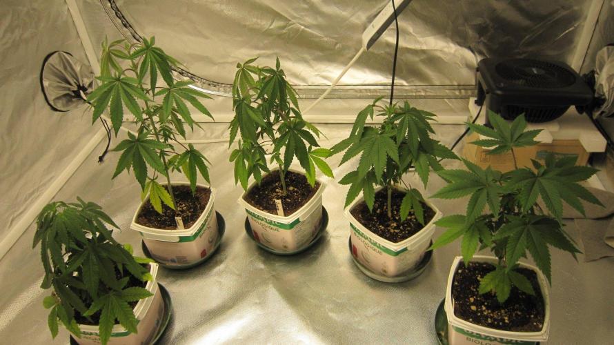 Grapes by UKHTA. Week 4 - Every one got repotted yesterday.