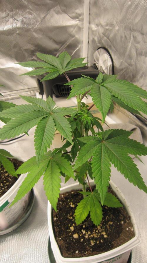 Grapes by UKHTA. Week 4 - Plant #1
