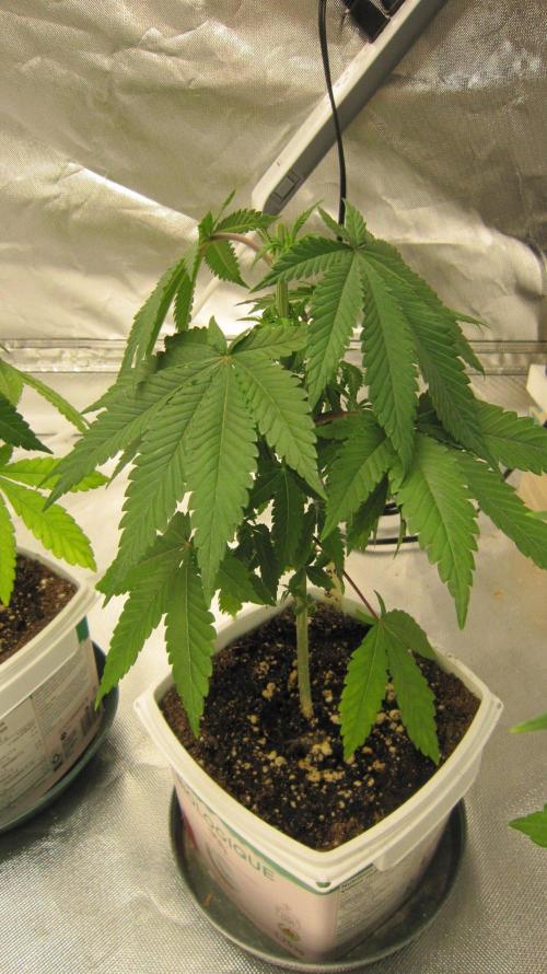 Grapes by UKHTA. Week 4 - Plant #2