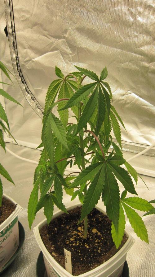 Grapes by UKHTA. Week 4 - Plant #3