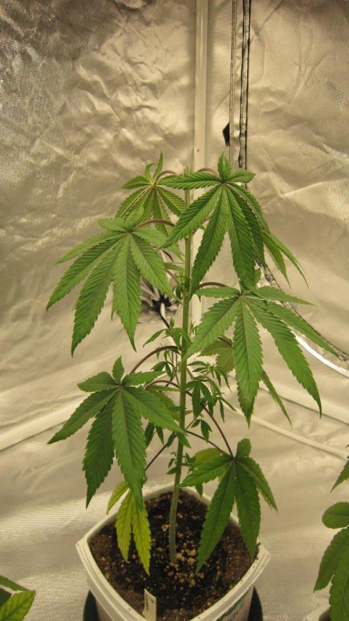 Grapes by UKHTA. Week 4 - Plant #4