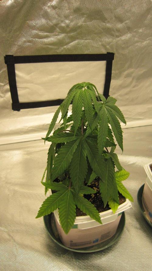 Grapes by UKHTA. Week 4 - Plant #3