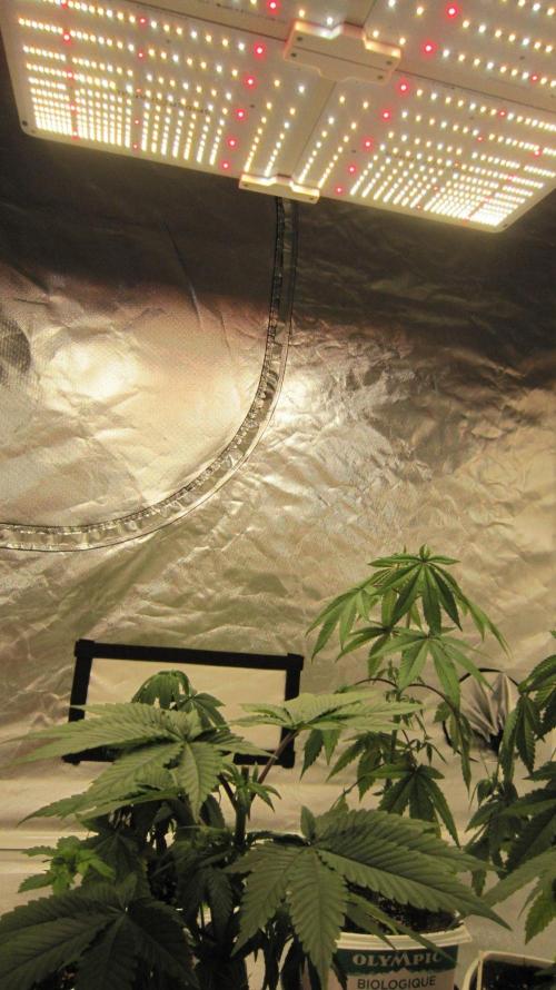 Grapes by UKHTA. Week 4 - Spider Farmer Light - SF-4000