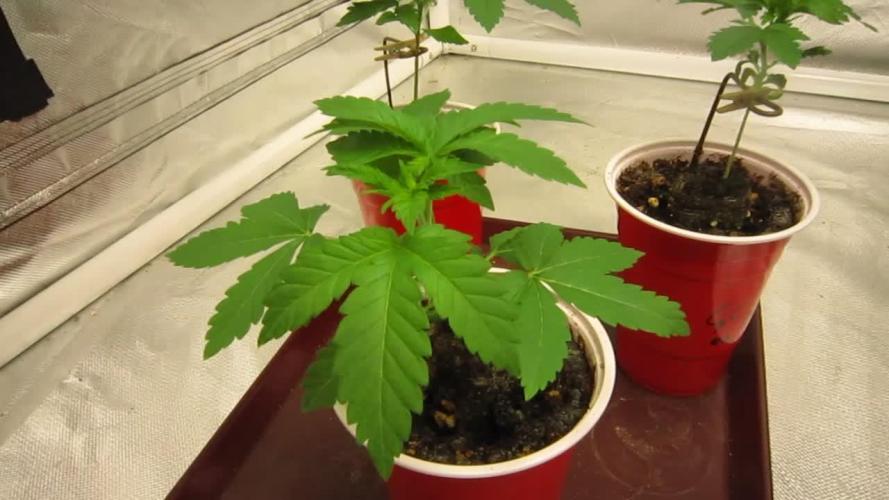🦍Gorilla👩🏻‍🍳Cookies by Seed Stockers