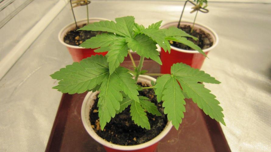 🦍Gorilla👩🏻‍🍳Cookies by Seed Stockers. Week 3 - Plant #1