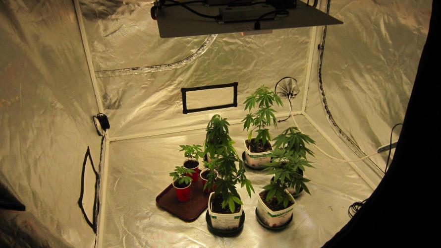🦍Gorilla👩🏻‍🍳Cookies by Seed Stockers. Week 3 - The plants in this tent. Grapes were just repotted and Gorilla Cookies