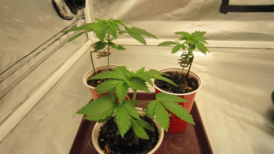 🦍Gorilla👩🏻‍🍳Cookies by Seed Stockers. Week 3 - 3 Plants of Gorilla Cookies