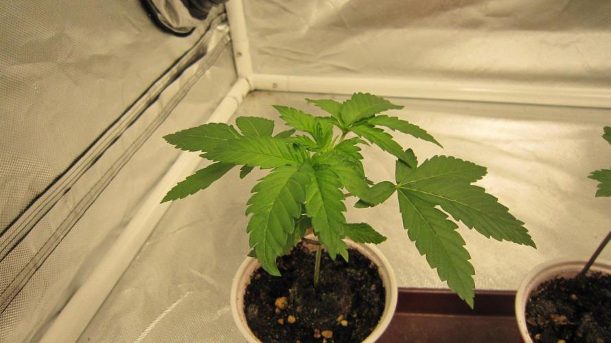 🦍Gorilla👩🏻‍🍳Cookies by Seed Stockers. Week 3 - Plant #2