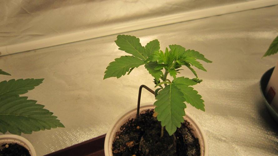 🦍Gorilla👩🏻‍🍳Cookies by Seed Stockers. Week 3 - Plant #3