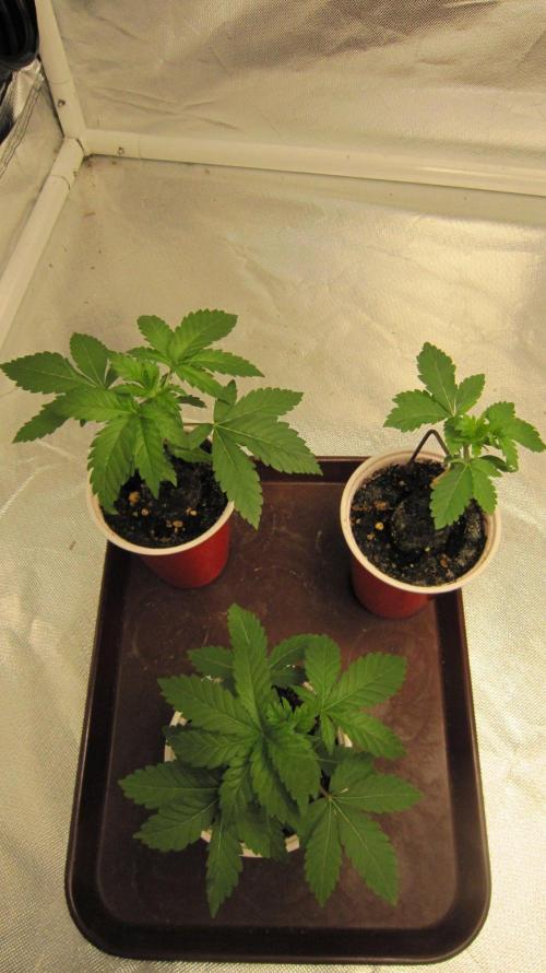 🦍Gorilla👩🏻‍🍳Cookies by Seed Stockers. Week 3 - Gorilla Cookies,.. 3 plants of...