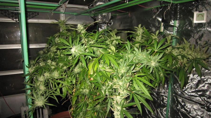 Gorilla Gelato - Ganja Seeds. Week 26 - Sister Gorilla Gelato - Sis GG - Night time