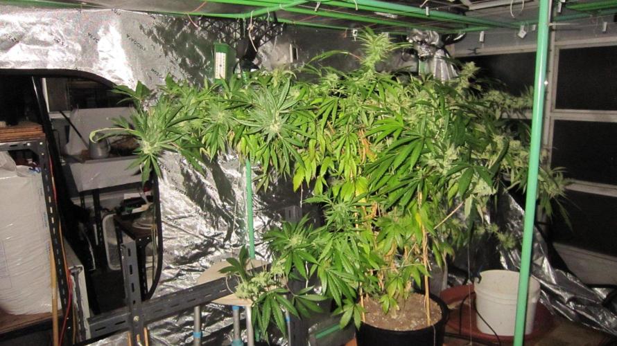 Gorilla Gelato - Ganja Seeds. Week 26 - Sis GG - Night