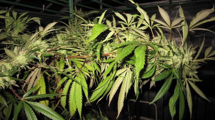 Gorilla Gelato - Ganja Seeds. Week 26 - Sis GG