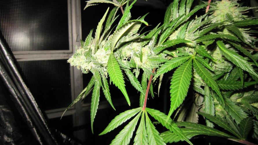 Gorilla Gelato - Ganja Seeds. Week 26 - Sis GG