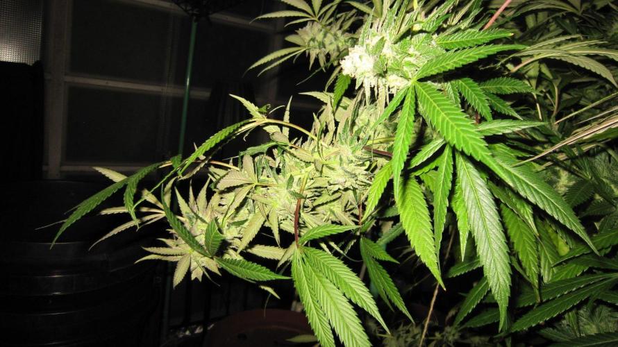Gorilla Gelato - Ganja Seeds. Week 26 - Sis GG