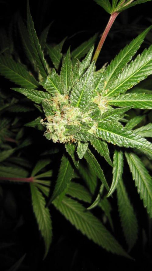 Gorilla Gelato - Ganja Seeds. Week 26 - Sis GG