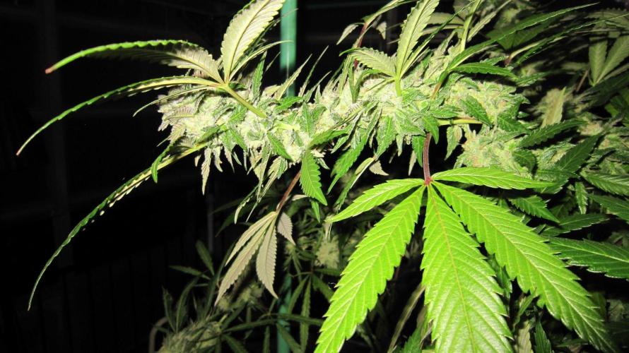 Gorilla Gelato - Ganja Seeds. Week 26 - Sis GG