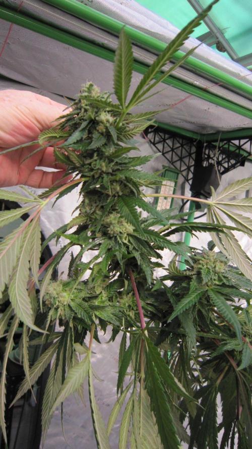 Gorilla Gelato - Ganja Seeds. Week 26 - Sis GG