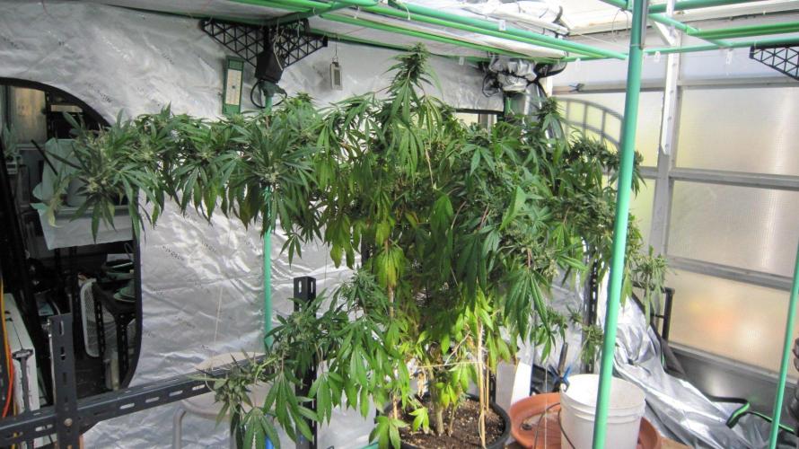 Gorilla Gelato - Ganja Seeds. Week 26 - Sis GG - Day