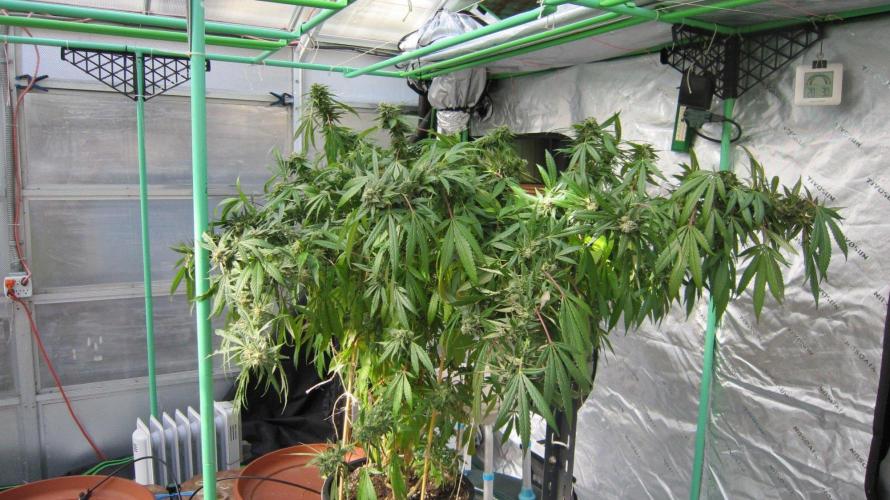 Gorilla Gelato - Ganja Seeds. Week 26 - Sis GG  - Same shot -  daytime