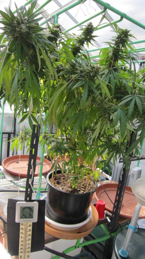 Gorilla Gelato - Ganja Seeds. Week 26 - Sis GG