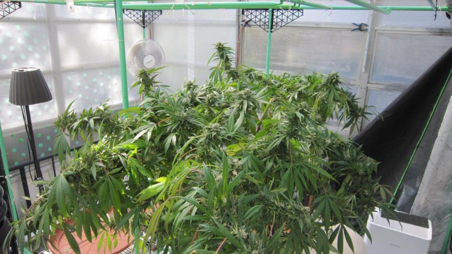Gorilla Gelato - Ganja Seeds. Week 26 - Sis GG