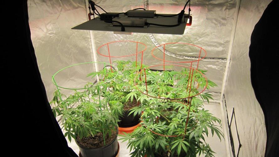Mimosa - Breakfast, Wake-and-Bake. Week 8 - Mimosa - 3 Plants -