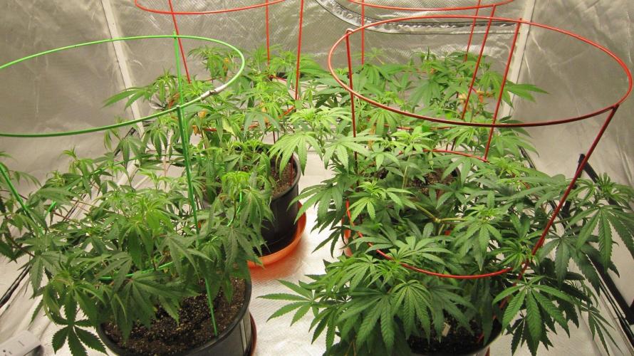 Mimosa - Breakfast, Wake-and-Bake. Week 8 - Group Shot - Runtz Mintz Cream is the 4th plant.