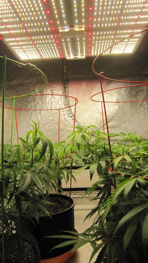 Mimosa - Breakfast, Wake-and-Bake. Week 8 - Spider Farmer Light - SF-4000
