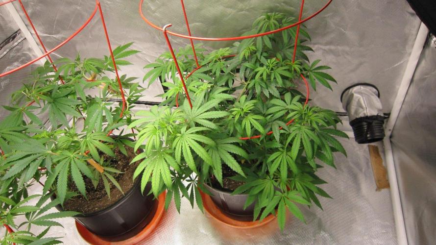 Mimosa - Breakfast, Wake-and-Bake. Week 8 - Plant #1