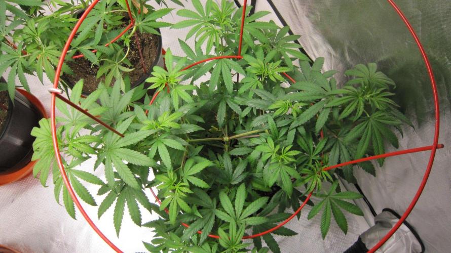 Mimosa - Breakfast, Wake-and-Bake. Week 8 - Plant #1