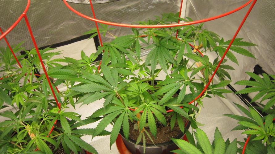 Mimosa - Breakfast, Wake-and-Bake. Week 8 - Plant #2