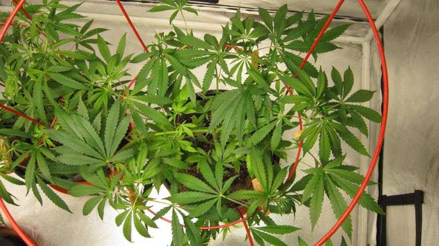 Mimosa - Breakfast, Wake-and-Bake. Week 8 - Plant #2