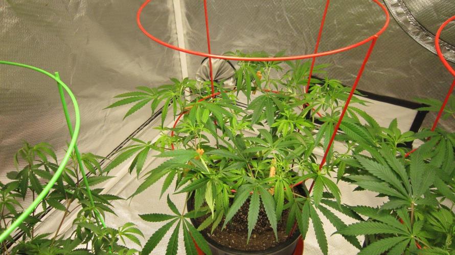 Mimosa - Breakfast, Wake-and-Bake. Week 8 - Plant #3