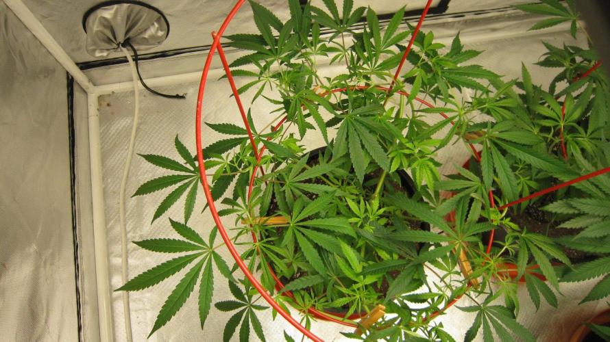 Mimosa - Breakfast, Wake-and-Bake. Week 8 - Plant #3