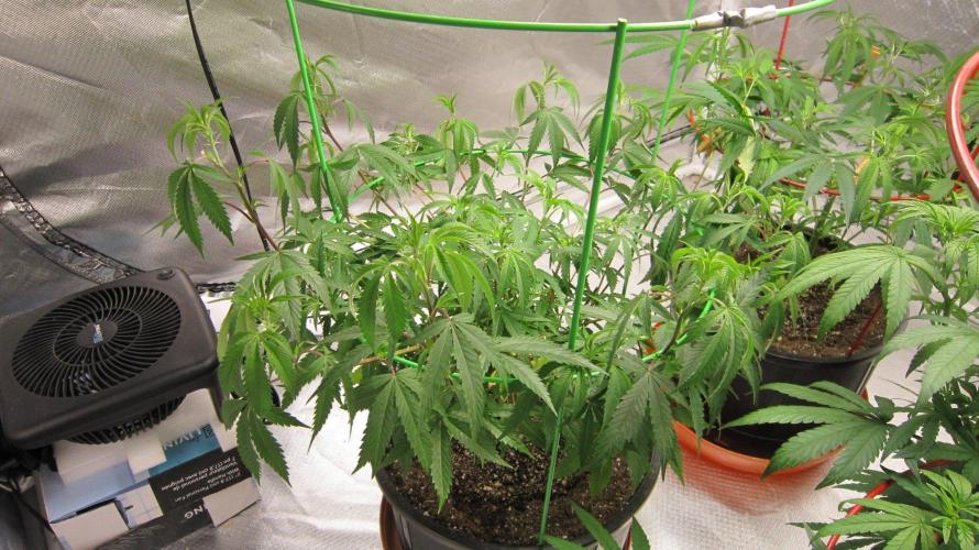 Mimosa - Breakfast, Wake-and-Bake. Week 8 - Runtz Mintz Cream - Strongest clone from my summer run.
