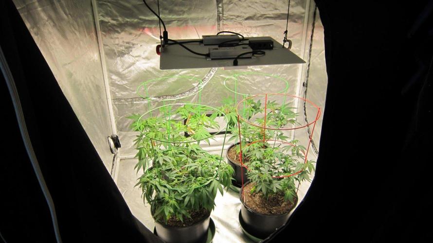 Kush Mints - Minty Flavor Hunt. Week 8 - Kush Mintz - 3 Plants of...