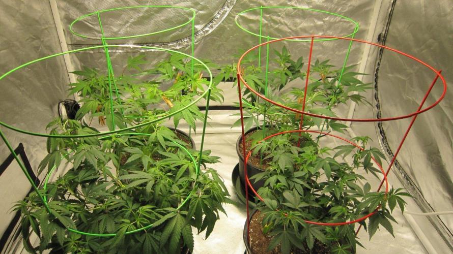Kush Mints - Minty Flavor Hunt. Week 8 - Group Shot.