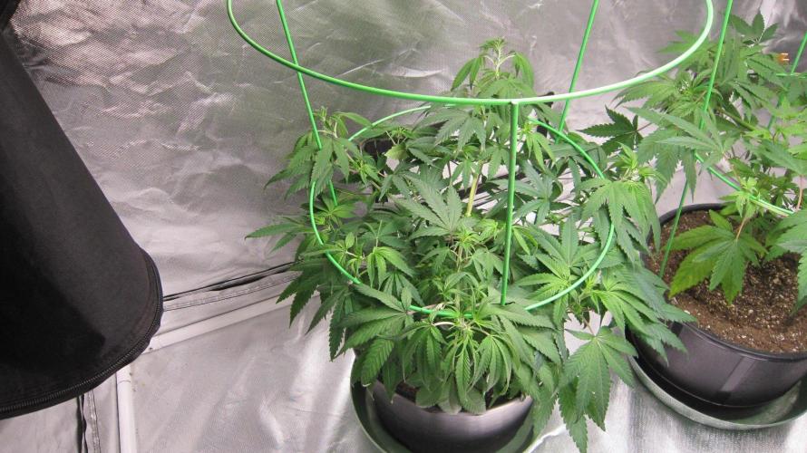 Kush Mints - Minty Flavor Hunt. Week 8 - Plant #1