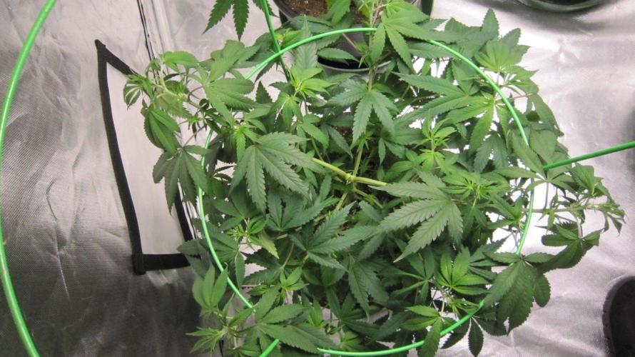 Kush Mints - Minty Flavor Hunt. Week 8 - Plant #1
