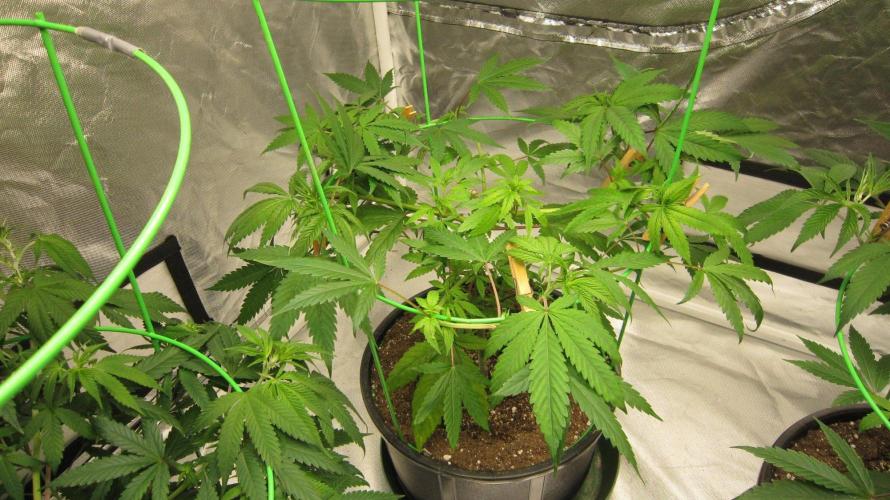 Kush Mints - Minty Flavor Hunt. Week 8 - Plant #2