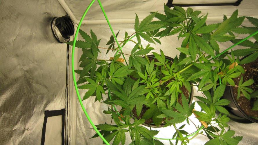 Kush Mints - Minty Flavor Hunt. Week 8 - Plant #2