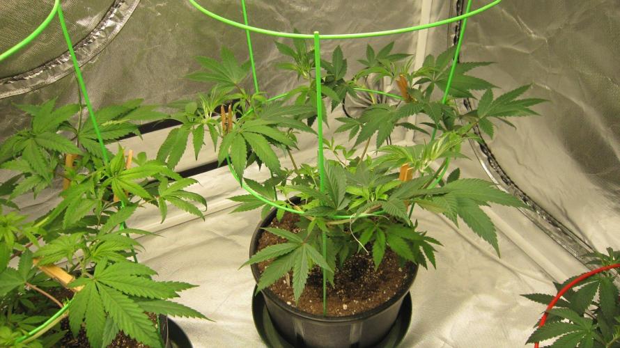 Kush Mints - Minty Flavor Hunt. Week 8 - Plant #3